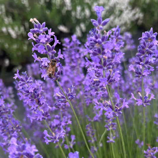 Saving the Bees: Their Importance & Impact