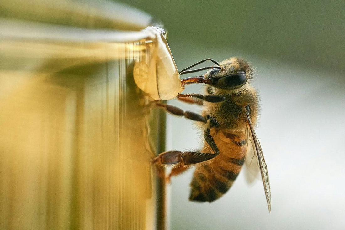 Importance of Bees